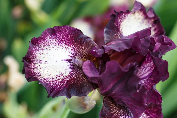 Beautiful multicolored iris flower. Stock Image