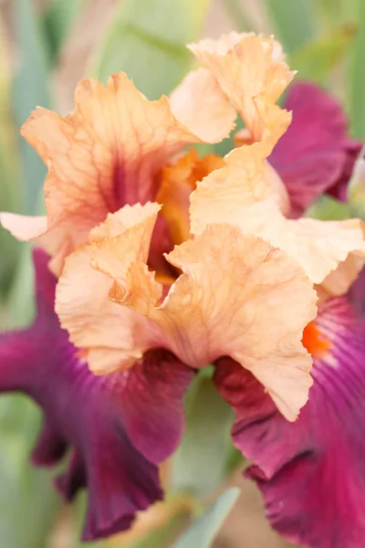 Bellissimo fiore di iris multicolore . — Foto Stock