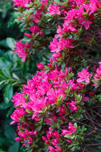 Mooie rododendrons van verschillende kleuren. — Stockfoto