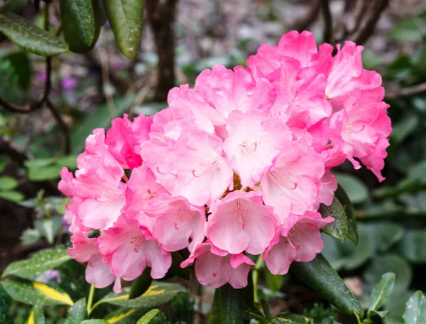 Beautiful  rhododendrons of different colors. — Stock Photo, Image