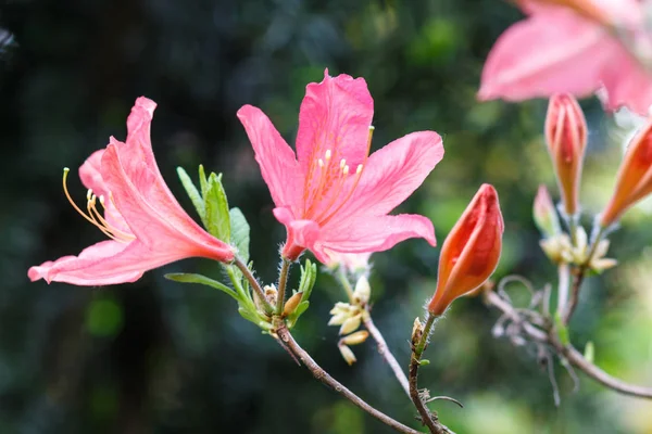 Mooie rododendrons van verschillende kleuren. — Stockfoto