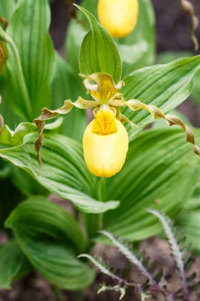 Piękne orchidee w różnych kolorach. Hybrydy Slipper Lady. — Zdjęcie stockowe