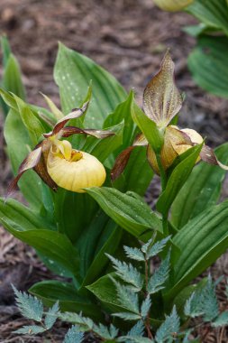 Farklı renklerde güzel orkide. Bayan terlik melezleri.