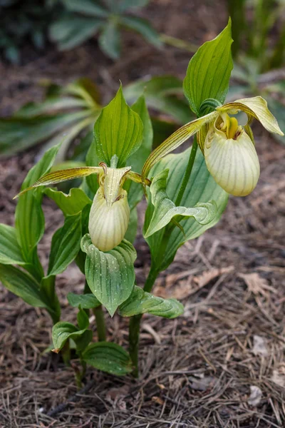 Piękne orchidee w różnych kolorach. Hybrydy Slipper Lady. — Zdjęcie stockowe