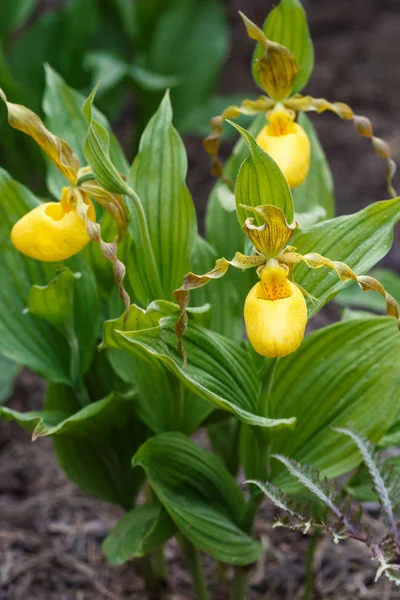 Vackra orkidéer i olika färger. Lady ' s-toffel hybrider. — Stockfoto