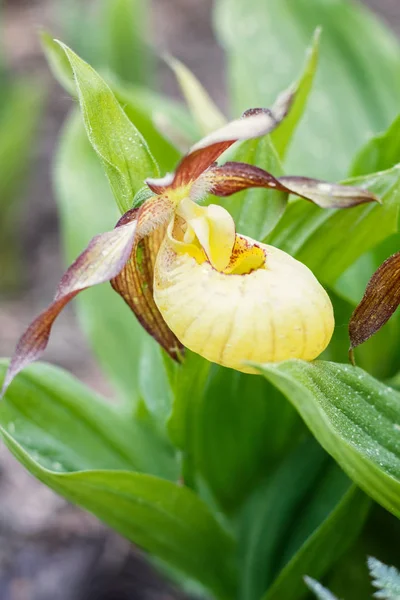 Piękne orchidee w różnych kolorach. Hybrydy Slipper Lady. — Zdjęcie stockowe