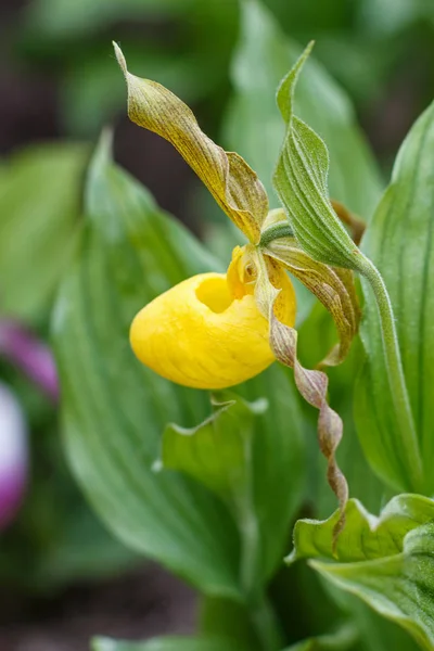 Piękne orchidee w różnych kolorach. Hybrydy Slipper Lady. — Zdjęcie stockowe