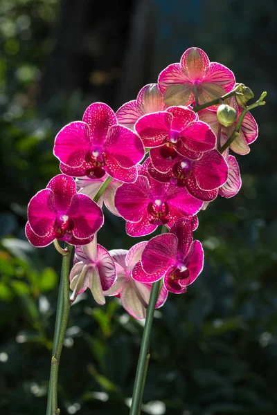 Beautiful  orchids of different colors. Phalaenopsis hybrids. — Stock Photo, Image