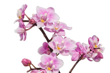 Farklı renklerde güzel orkide. Phalaenopsis melezleri. 