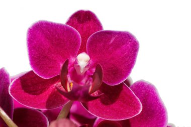 Farklı renklerde güzel orkide. Phalaenopsis melezleri. 