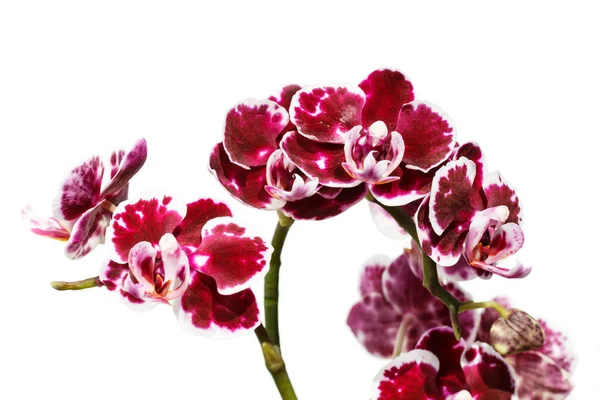 Hermosas orquídeas de diferentes colores. Híbridos de falaenopsis . — Foto de Stock