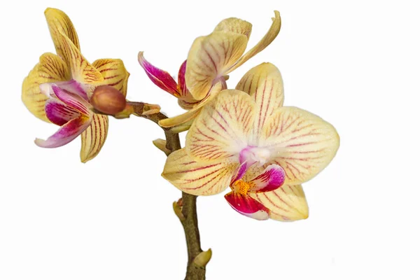 Piękne orchidee w różnych kolorach. Hybrydy Phalaenopsis. — Zdjęcie stockowe