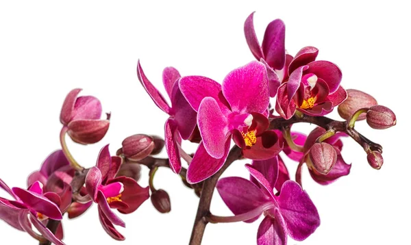 Piękne orchidee w różnych kolorach. Hybrydy Phalaenopsis. — Zdjęcie stockowe