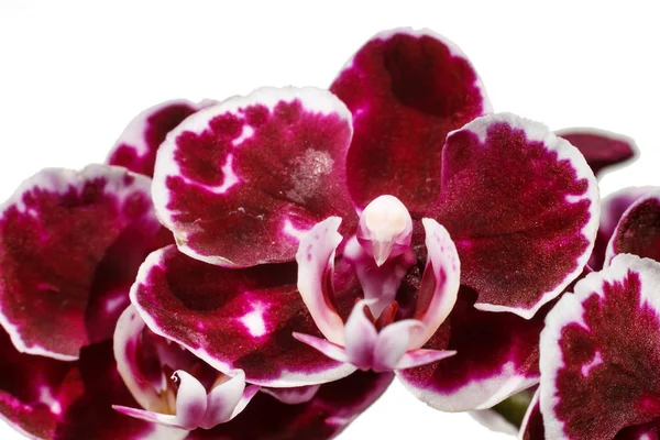 De belles orchidées de différentes couleurs. Phalaenopsis hybrides . — Photo