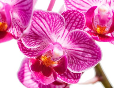Farklı renklerde güzel orkide. Phalaenopsis melezleri. 