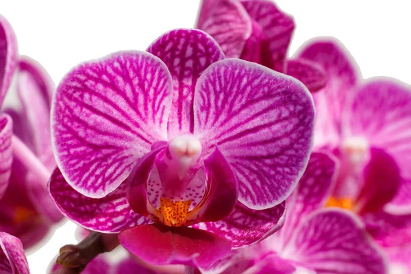 Farklı renklerde güzel orkide. Phalaenopsis melezleri. 