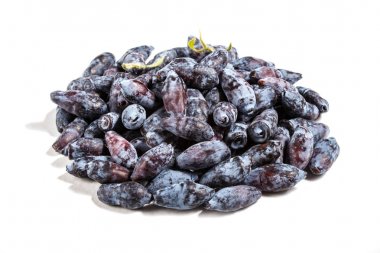 Mavi hanımeli kazık (Lonicera caerulea) veya Haskap berry olduğunu
