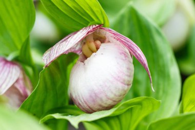 Yeşil arka plan üzerinde farklı renklerde güzel orkide