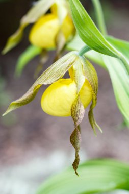 Yeşil arka plan üzerinde farklı renklerde güzel orkide