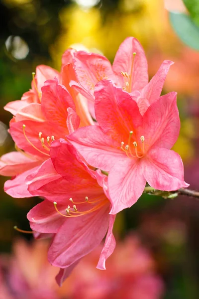 Rhododendron (azalea ) flowers of various colors in the spring g — Stock Photo, Image