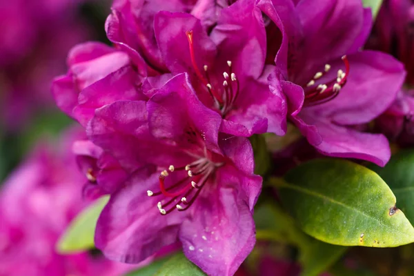 Rhododendron (azálea) flores de várias cores na primavera g — Fotografia de Stock