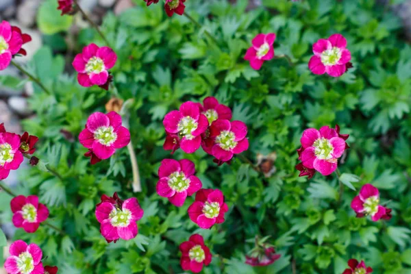 Fiore di saxifrage viola con foglie ornamentali verdi — Foto Stock