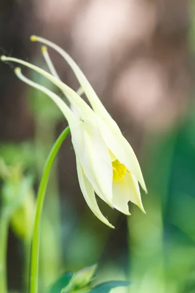 Żółty kwiat akwilegii (kolumbiny) na zielonym nieostrym tle — Zdjęcie stockowe