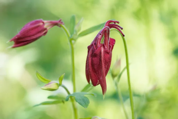 Aquilegia roxo (columbine) flor em um backgro desfocado verde — Fotografia de Stock