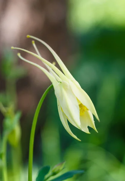 Gul aquilegia (columbine) blomma på en grön suddig backgro — Stockfoto