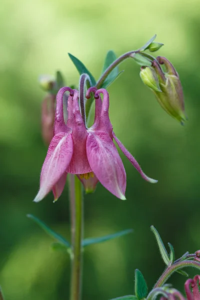 Rosa Aquilegia (Columbine) blomma på en grön suddig bakgrund — Stockfoto