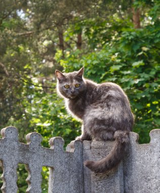 beton çit üzerinde oturan sarı gözlü gri benekli kedi
