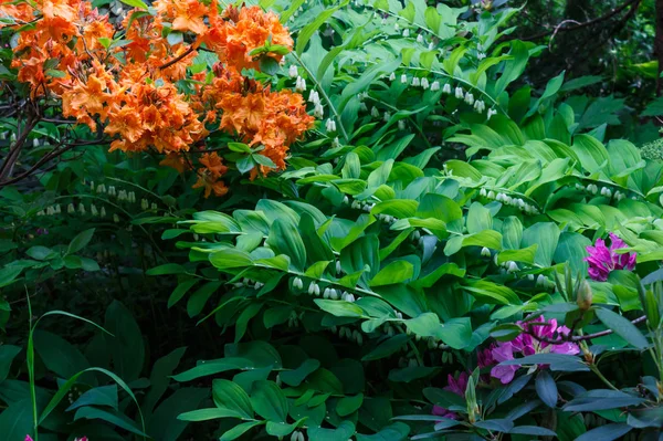 Decoratieve bomen. struiken en bloemen in de tuin: rhododendr — Stockfoto