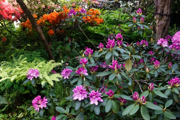 Decoratieve bomen. struiken en bloemen in de tuin: rhododendr — Stockfoto