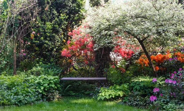 Decoratieve bomen. struiken en bloemen in de tuin: arborvitae, — Stockfoto