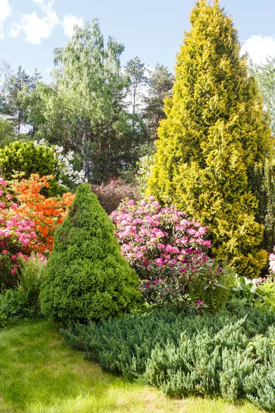 Dekoratif ağaçlar. bahçede çalılar ve çiçekler: ladin, arbo