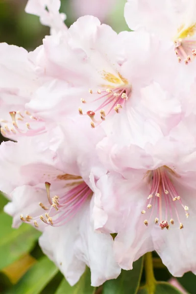 红花 （杜松花 ） 各种颜色的春天 g — 图库照片