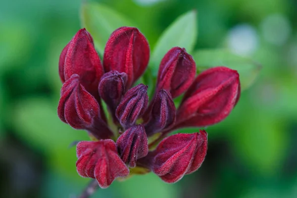 Rododendro (azálea) botões de cor roxa no jardim da primavera — Fotografia de Stock