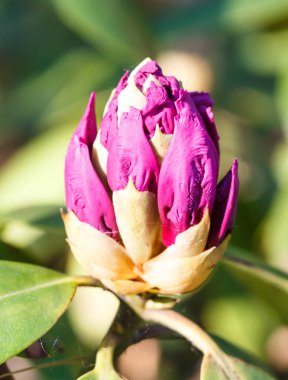 Rhododendron (açelya ) bahar bahçesinde mor renk tomurcukları