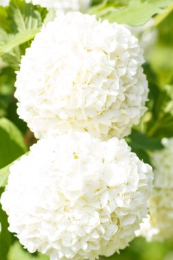 viburnum (guelder gül) bahar gar beyaz renk çiçekler