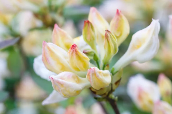 Rododendro (azálea) botões de cor roxa no jardim da primavera — Fotografia de Stock