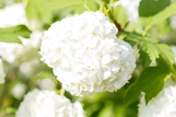 Viburnum (guelder rose) flores de cor branca no gar primavera — Fotografia de Stock