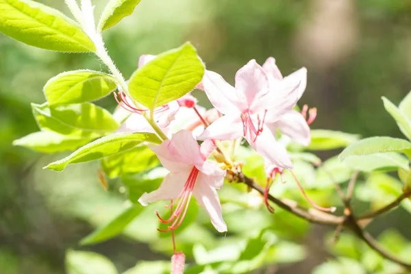 Rododendron (Azalia) kwiaty w różnych kolorach na wiosnę g — Zdjęcie stockowe