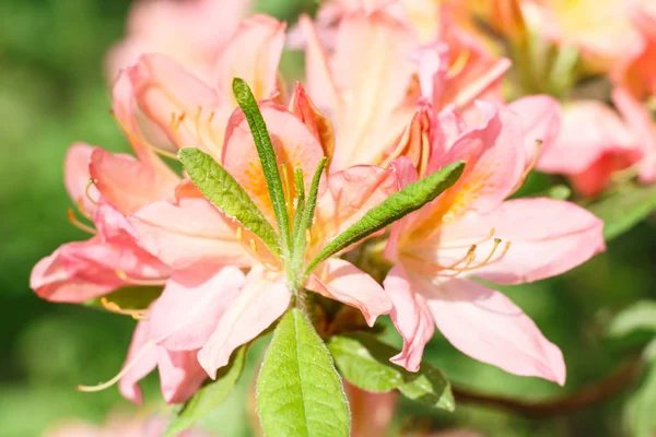 Rhododendron (azalea ) flowers of various colors in the spring g — Stock Photo, Image