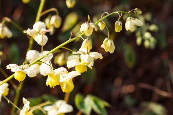 Žlutý neplodný (epimedium) kvetoucí v zahradě — Stock fotografie