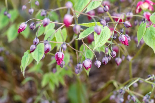 Purpurový Barrenwort (Epimedium) vzkvétající v zahradě — Stock fotografie