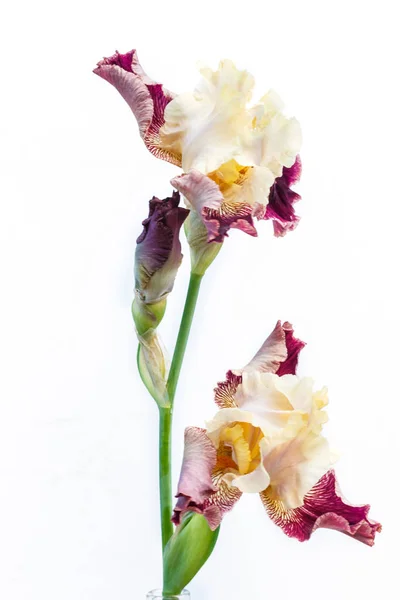 Hermosa flor de iris multicolor aislada en blanco . — Foto de Stock