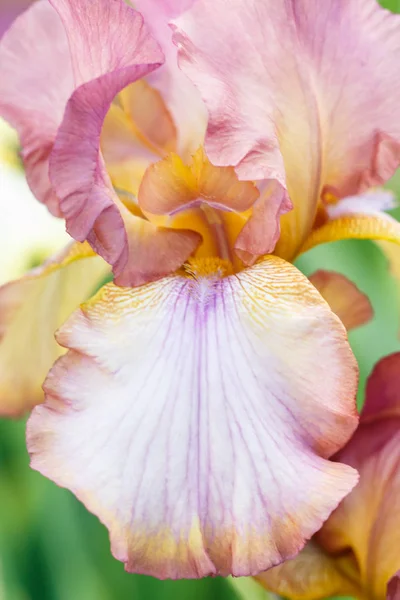 Beautiful multicolored iris flower bloom in the garden. — Stock Photo, Image