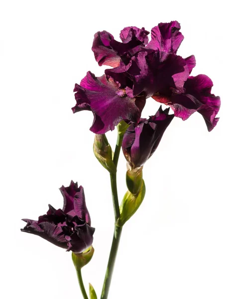 Hermosa flor de iris multicolor aislada en blanco . — Foto de Stock