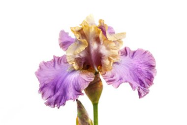 Güzel çok renkli iris çiçek beyaz izole.