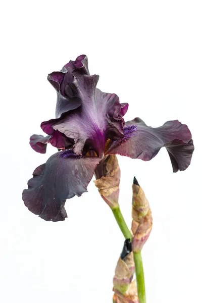 Hermosa flor de iris multicolor aislada en blanco . — Foto de Stock